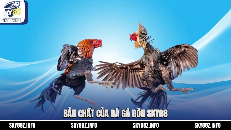 Bản chất của đá gà đòn Sky88