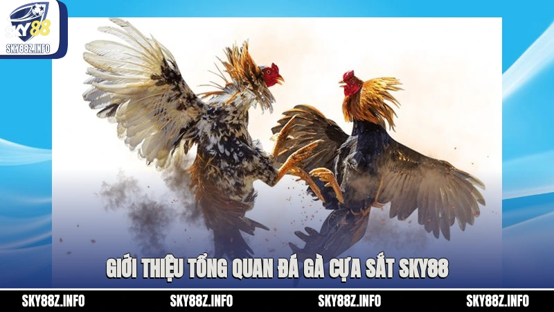 Giới thiệu tổng quan đá gà cựa sắt Sky88