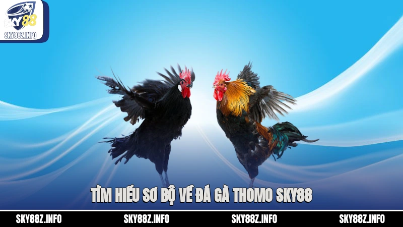 Tìm hiểu sơ bộ về đá gà Thomo Sky88